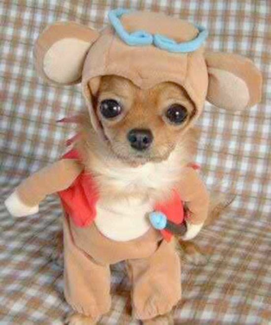 Adorable Pet Costumes 25 Adorable Pet Costumes