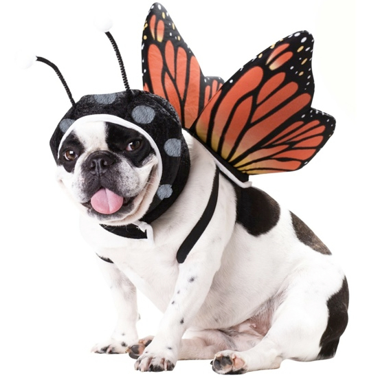 Butterfly Costume For A Dog 25 Adorable Pet Costumes