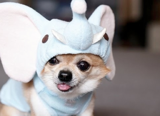 25 Adorable Pet Costumes Kids Kubby