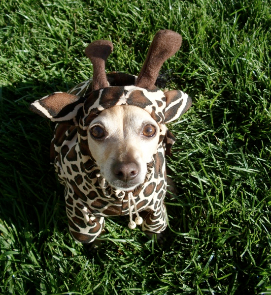 Cute Costumes For Pets 25 Adorable Pet Costumes