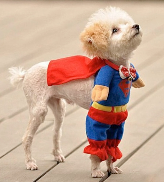 Cute Dog Costumes