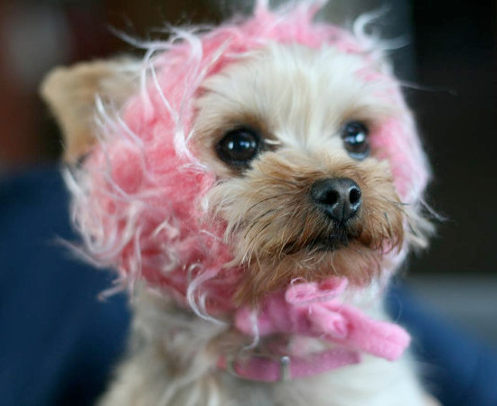 Cute Pet Halloween Costumes 25 Adorable Pet Costumes