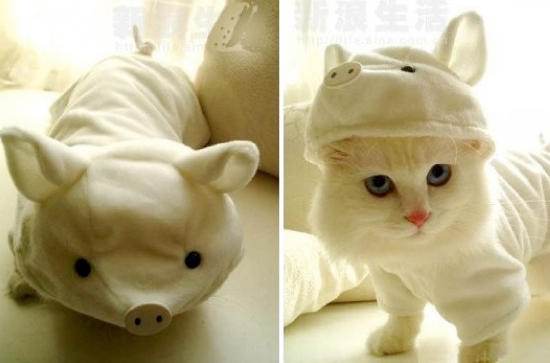 Halloween Costumes For Cats 25 Adorable Pet Costumes