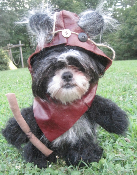 Halloween Costumes For Dogs 25 Adorable Pet Costumes
