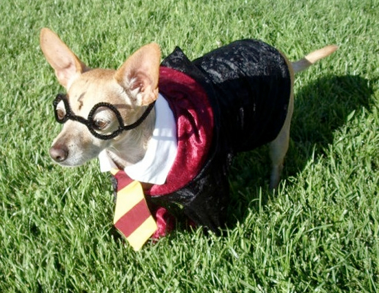 Harry Potter Pet Costumes 25 Adorable Pet Costumes