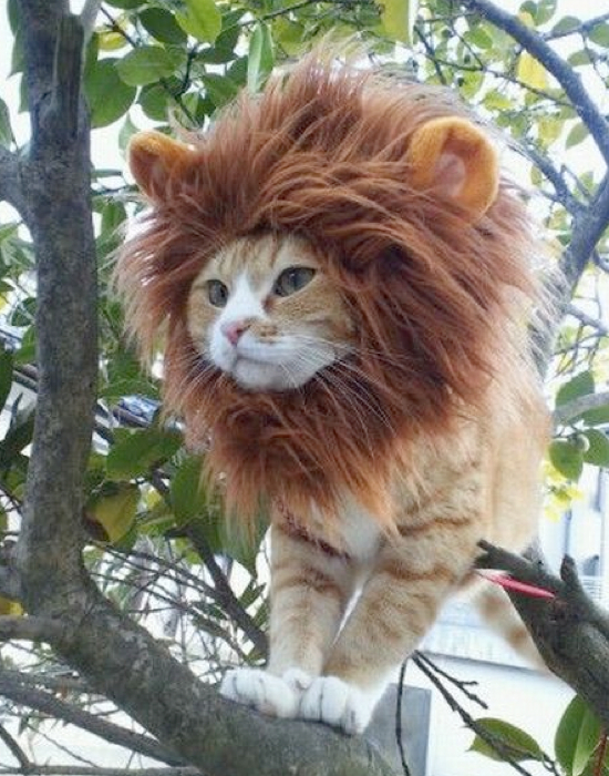Lion Mane Pet Costume 25 Adorable Pet Costumes