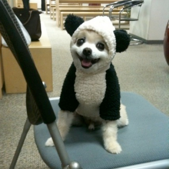 Panda Bear Pet Costume 25 Adorable Pet Costumes