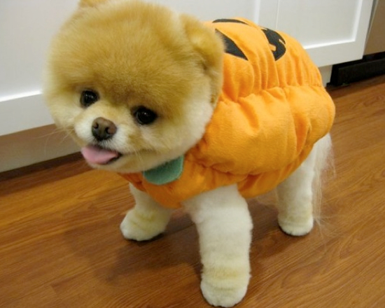 Pumpkin Pet Costume 25 Adorable Pet Costumes