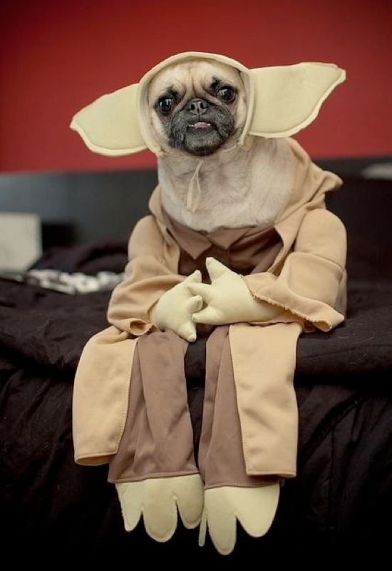 Yoda Pet Costume 25 Adorable Pet Costumes