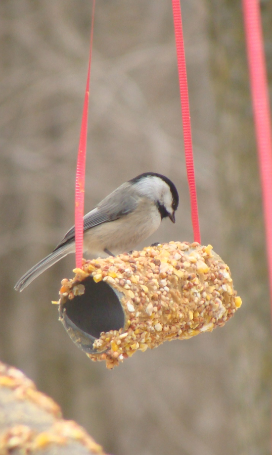 easy toilet paper roll bird feeder | Pinterest crafts for kids.