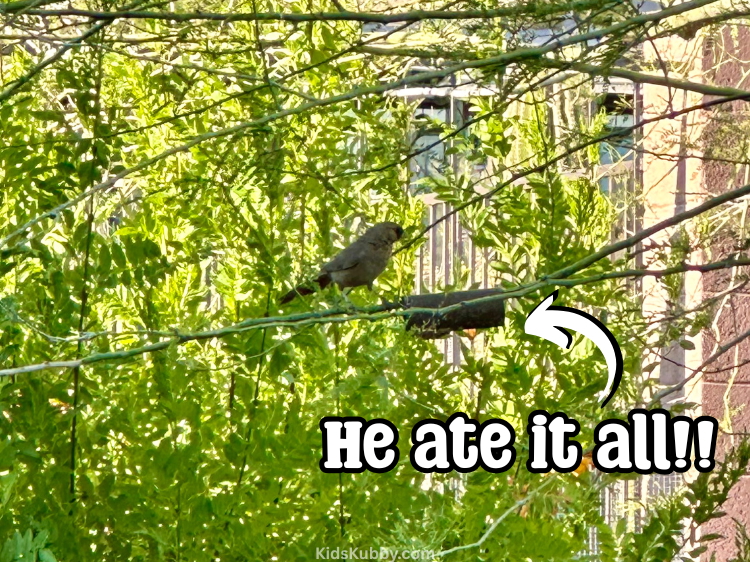 easy bird watching activity for kids making homemade card feeders out of material you already have on hand. 