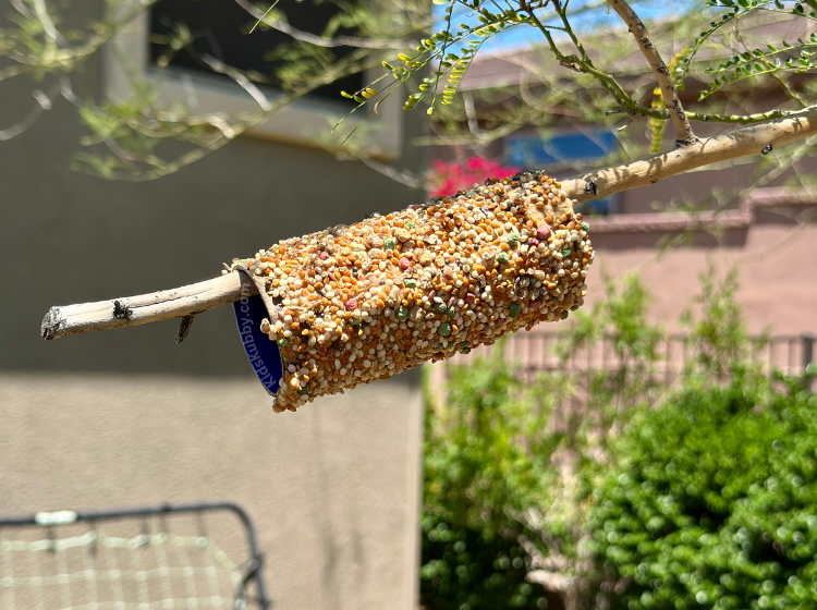 easy and fun outdoor activity for kids upcycling old toilet paper rolls for DIY bird feeders.